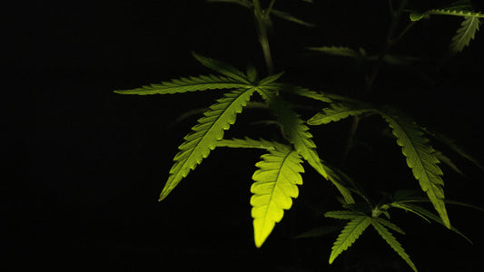 Wonderful World of Terpenes!